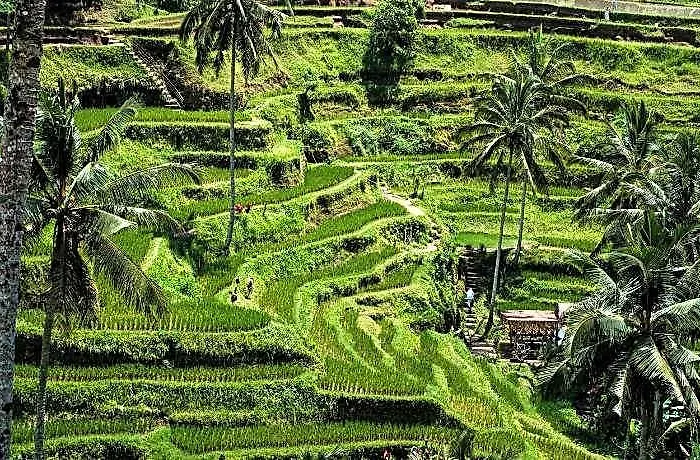 Asri Cinta Ubud Tegallalang (Bali)